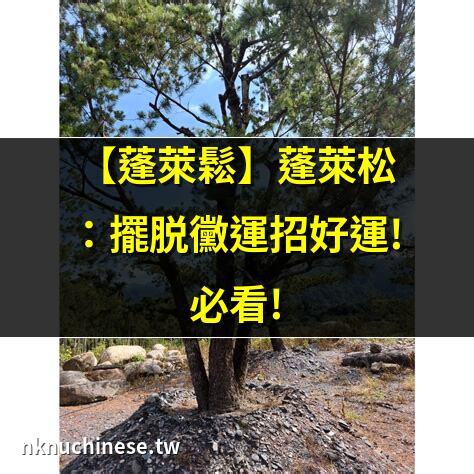 【逢來鬆】蓬萊逢來鬆：福運滿堂、旺事業的風水之樹｜擁有好風水的選擇─蓬萊鬆