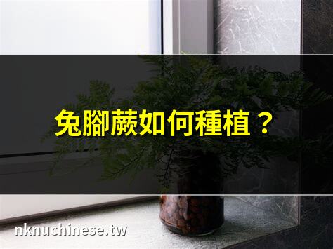 生態瓶怎麼養 ? 新手真的好照顧嗎 ?｜兔腳蕨多久澆一次水？澆水祕訣大公開!