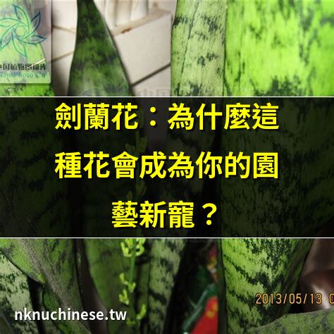劍蘭開花的養護技巧｜虎皮劍蘭的養殖方法和注意事項澆水