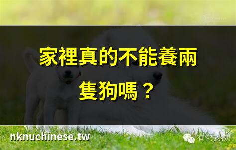【家裡養兩隻狗】家裡養兩隻狗：幸福還是噩夢？｜養兩隻狗真的不好嗎？
