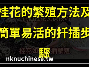 桂花繁殖方法