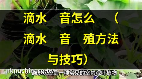 滴水觀音怎麼養？滴水觀音的六大養殖方法｜滴水觀音：盆栽養殖的藝術與科學
