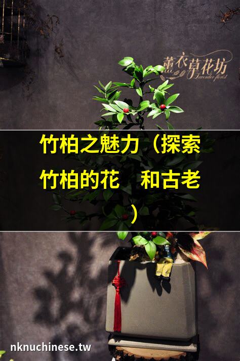 (竹柏 ) 臺中榮總全球資訊網 Taichung Veterans General Hospital｜竹柏是樹木還是灌木？ 竹柏是喬木還是灌木植物