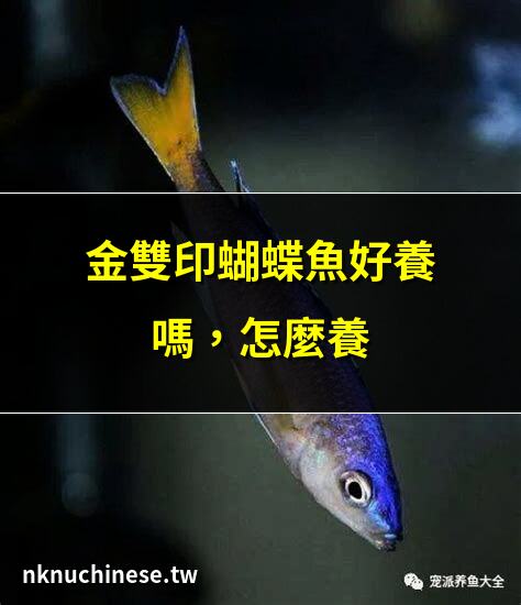 金雙印蝴蝶魚好養嗎，怎麼養經驗｜魚宮頤珊