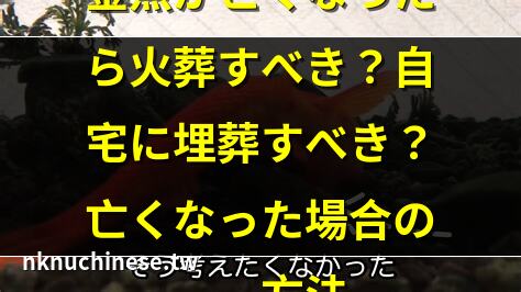 金魚の火葬 ｜プランター葬でペットを埋葬する方法とは？注意點と必要な情報まとめ