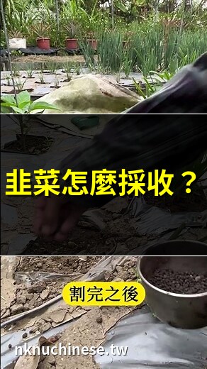 韭菜採收