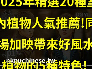 橄欖樹風水